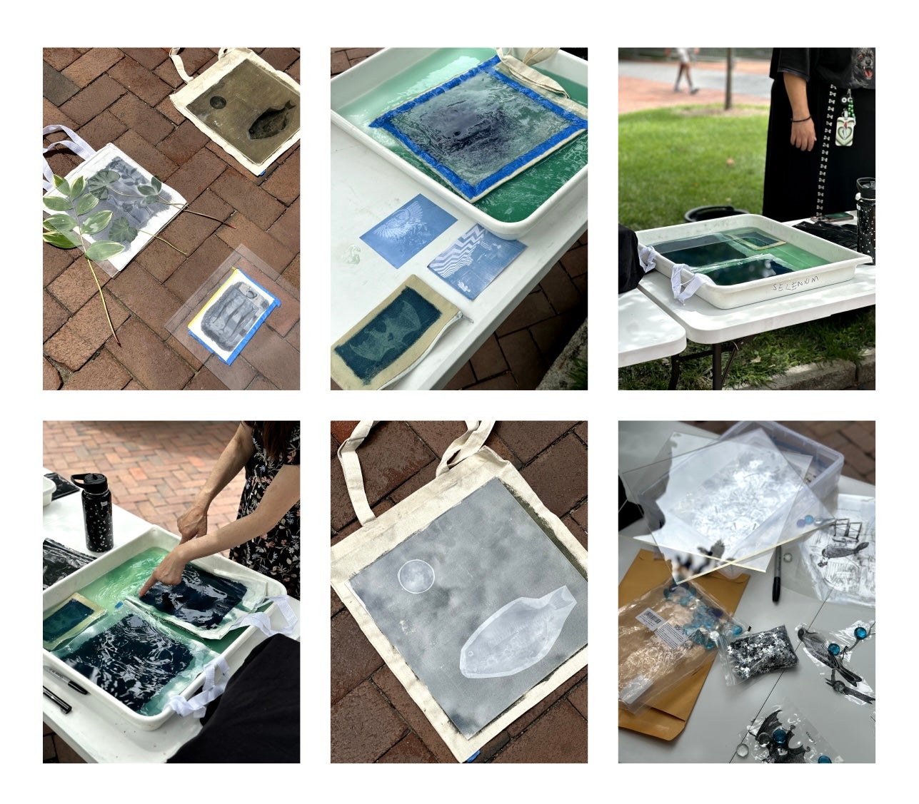 pictures for Cyanotype