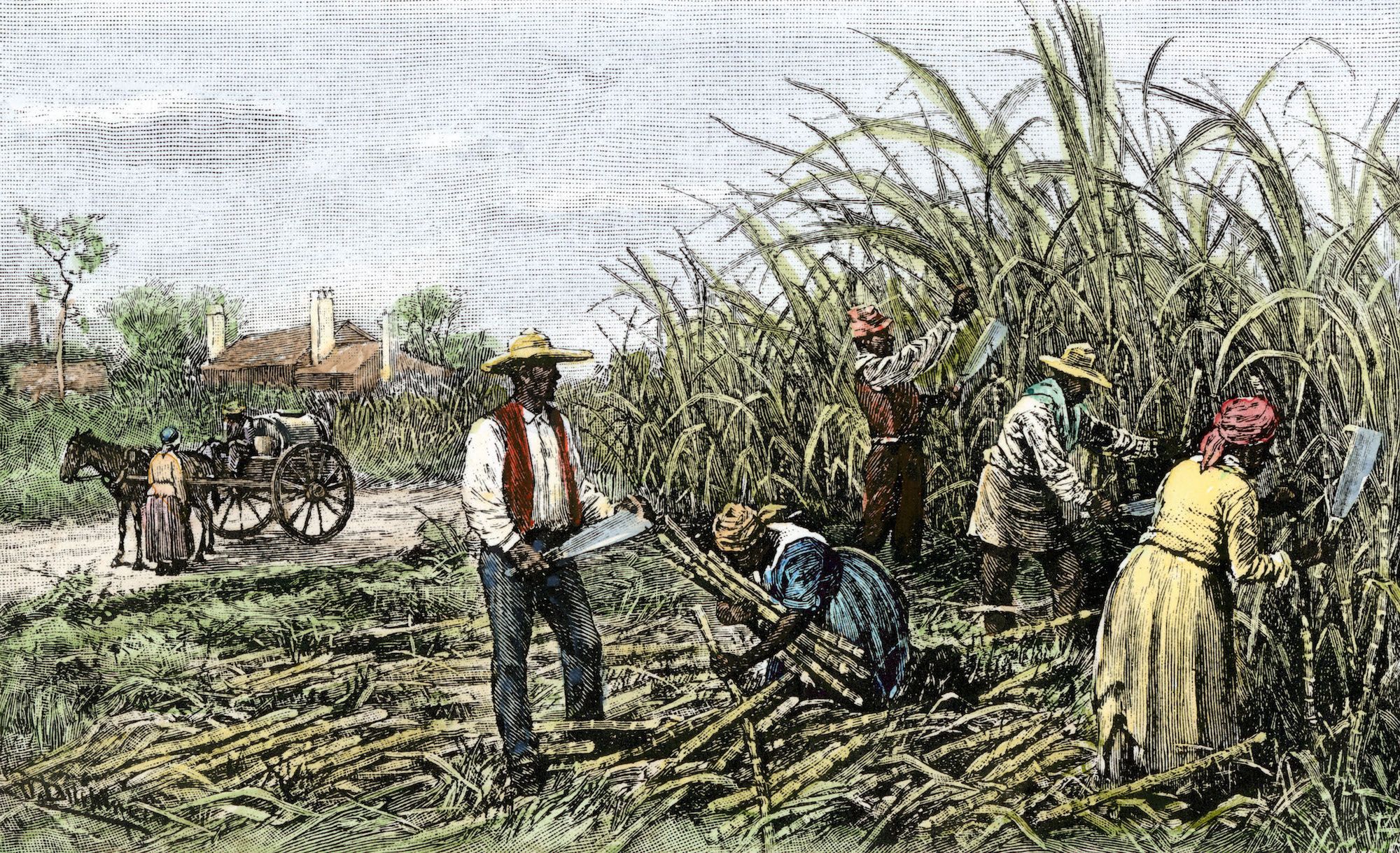Illustration of slaves working on a sugar cane plantation.