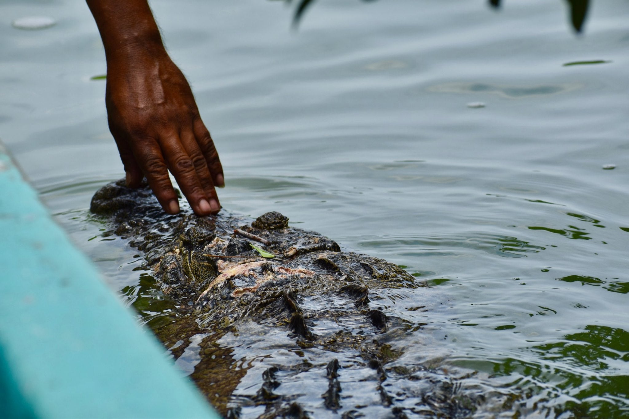 A hand reaches out to touch a swimming crocodile.